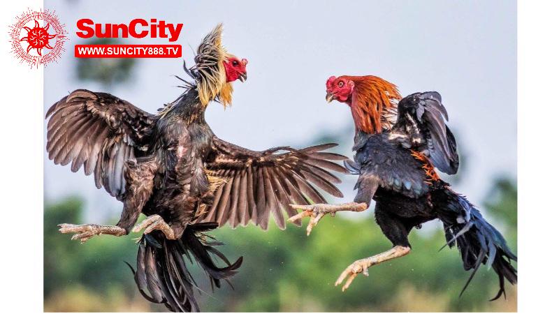Đá Gà Trực Tiếp Hôm Nay C1 – Trận Đấu Của Các Chiến Kê 7 Lịch thi được cập nhật liên tục