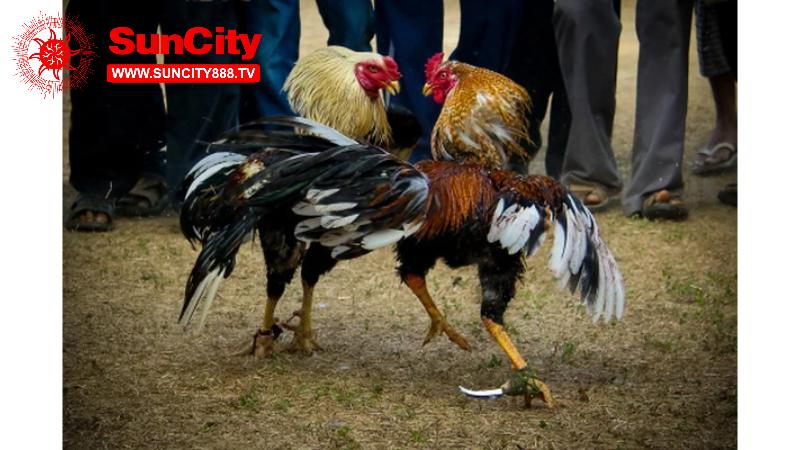 Đá Gà Trực Tiếp Hôm Nay C1 – Trận Đấu Của Các Chiến Kê 9 Người xem được thỏa mãn đam mê đá gà