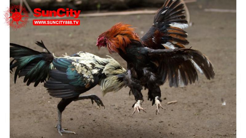 Đá Gà Trực Tiếp Hôm Nay C1 – Trận Đấu Của Các Chiến Kê 8 Theo dõi những trận thư hùng đỉnh cao