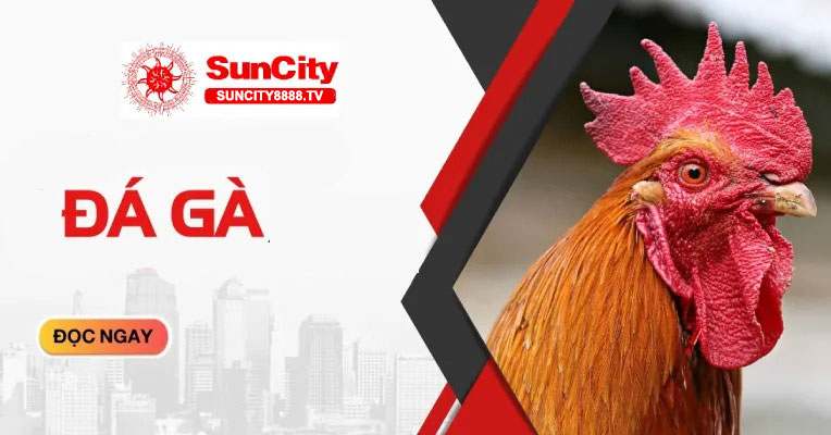 Giới thiệu về Đá gà Suncity